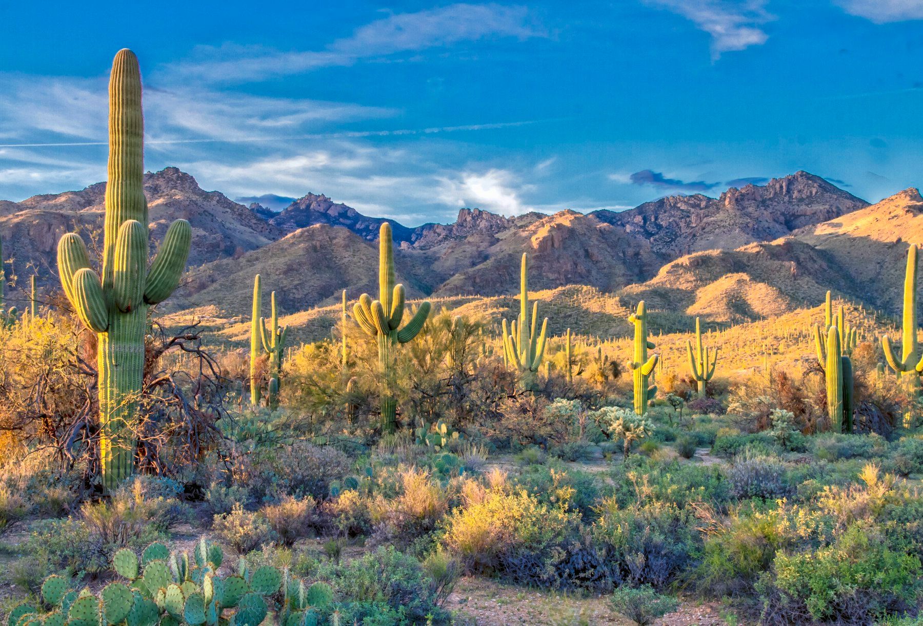 Saguaro cactus and mountains in the Arizona desert